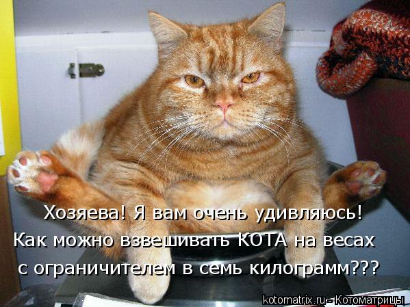 Котоматрица: Хозяева! Я вам очень удивляюсь! Как можно взвешивать КОТА на весах с ограничителем в семь килограмм???