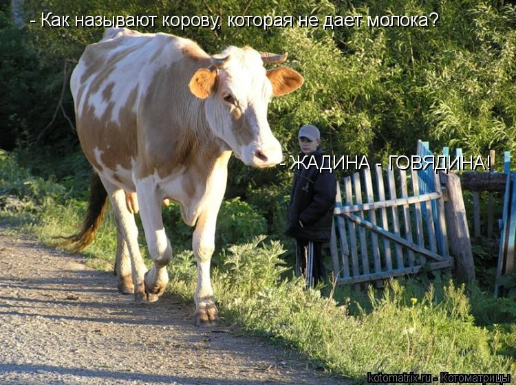 - Как называют корову, которая не дает молока? - ЖАДИНА - ГОВЯДИНА!... Котоматрица: - Как называют корову, которая не дает молока? - ЖАДИНА - ГОВЯДИНА!