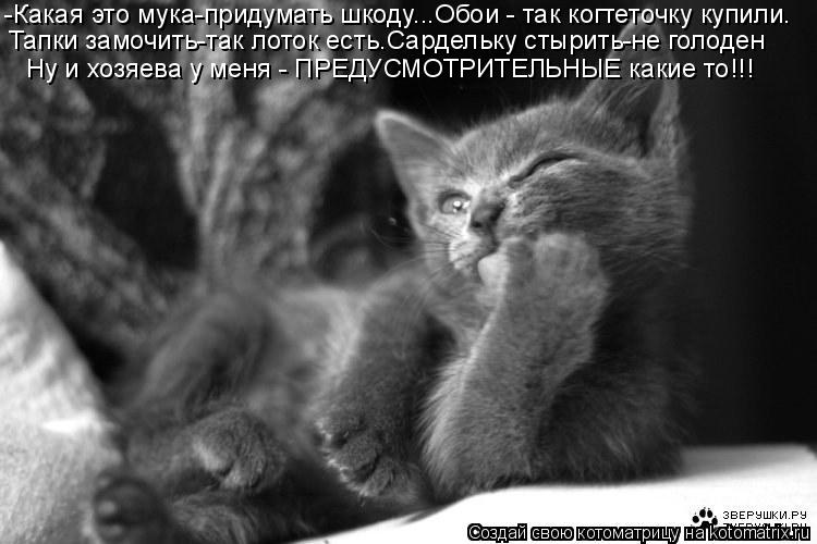 -Какая это мука-придумать шкоду...Обои - так когтеточку купили. Тапки замочить-так лоток есть.Сардель... Котоматрица: -Какая это мука-придумать шкоду...Обои - так когтеточку купили. Тапки замочить-так лоток есть.Сардельку стырить-не голоден Ну и хозяева у мен