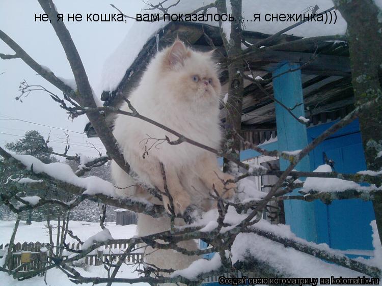 Котоматрица: не, я не кошка,  вам показалось.....я снежинка)))
