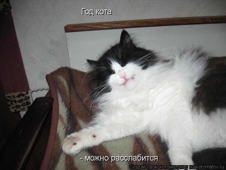 Год кота - можно расслабится... Котоматрица: Год кота - можно расслабится