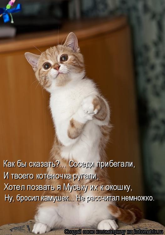 Как бы сказать?... Соседи прибегали, И твоего котеночка ругали, Хотел позвать я Муську их к окошку, Н... Котоматрица: Как бы сказать?... Соседи прибегали, И твоего котеночка ругали, Хотел позвать я Муську их к окошку, Ну, бросил камушек... Не рассчитал немножко.