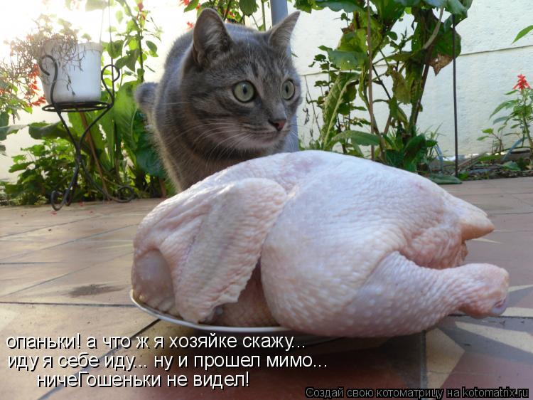 Котоматрица: опаньки! а что ж я хозяйке скажу... иду я себе иду... ну и прошел мимо... ничеГошеньки не видел!
