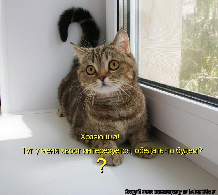 Хозяюшка! Тут у меня хвост интересуется, обедать-то будем? ?... Котоматрица: Хозяюшка! Тут у меня хвост интересуется, обедать-то будем? ?