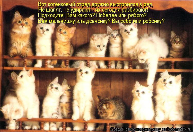 Вот котёнковый отряд дружно выстроился в ряд. Не шалят, не удирают - их сегодня разбирают! Подходите!... Котоматрица: Вот котёнковый отряд дружно выстроился в ряд. Не шалят, не удирают - их сегодня разбирают! Подходите! Вам какого? Побелее иль рябого? Вам маль