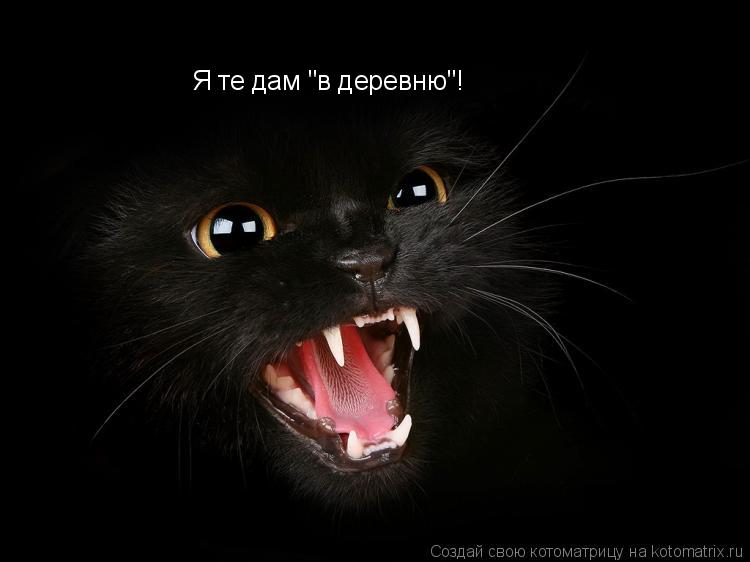 Котоматрица: Я те дам "в деревню"!