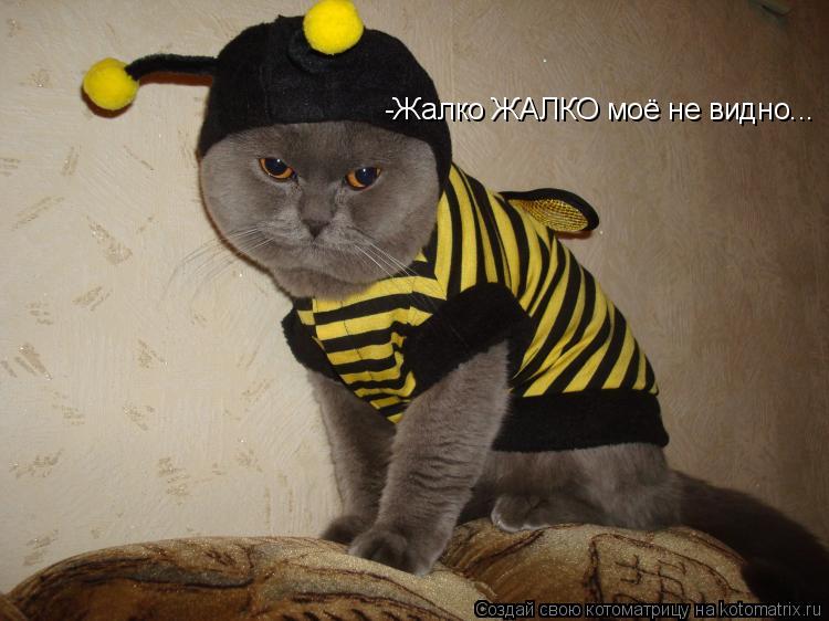 Котоматрица: -Жалко ЖАЛКО моё не видно...