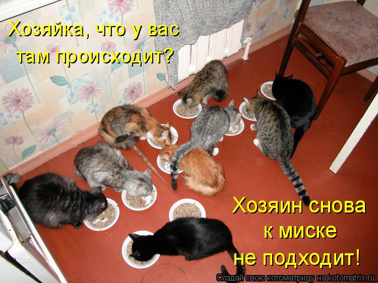 Хозяйка, что у вас там происходит? Хозяин снова к миске не подходит!... Котоматрица: Хозяйка, что у вас там происходит? Хозяин снова к миске не подходит!