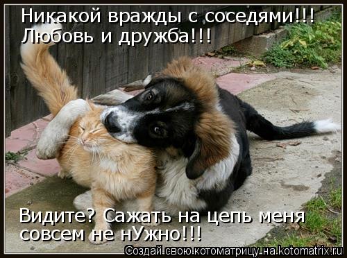 Никакой вражды с соседями!!! Любовь и дружба!!! Видите? Сажать на цепь меня совсем не нУжно!!!... Котоматрица: Никакой вражды с соседями!!! Любовь и дружба!!! Видите? Сажать на цепь меня совсем не нУжно!!!