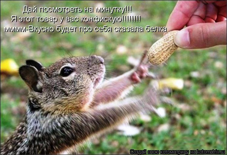 Дай посмотреть на минутку!!! Я этот товар у вас конфискую!!!!!!!! мммм-Вкусно будет про себя сказала ... Котоматрица: Дай посмотреть на минутку!!! Я этот товар у вас конфискую!!!!!!!! мммм-Вкусно будет про себя сказала белка