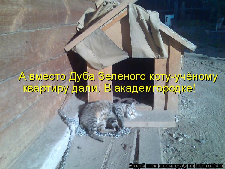 А вместо Дуба Зеленого коту-учёному квартиру дали. В академгородке!... Котоматрица: А вместо Дуба Зеленого коту-учёному квартиру дали. В академгородке!