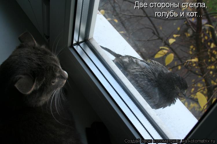 Две стороны стекла, голубь и кот...... Котоматрица: Две стороны стекла, голубь и кот...