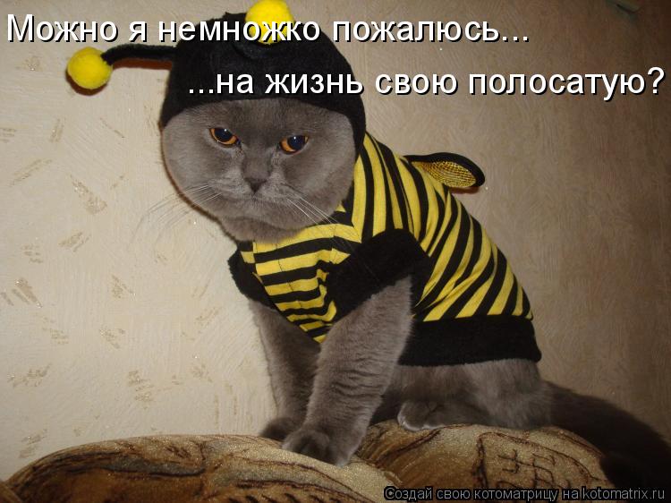 Котоматрица: Можно я немножко пожалюсь... ...на жизнь свою полосатую?