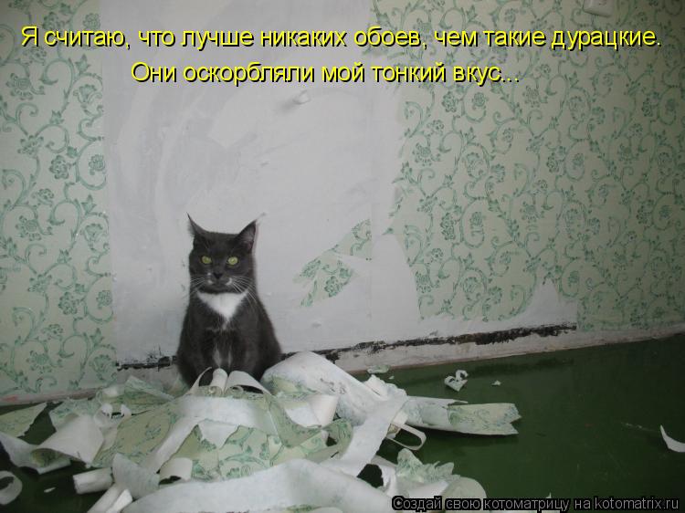 Котоматрица: Я считаю, что лучше никаких обоев, чем такие дурацкие. Они оскорбляли мой тонкий вкус...