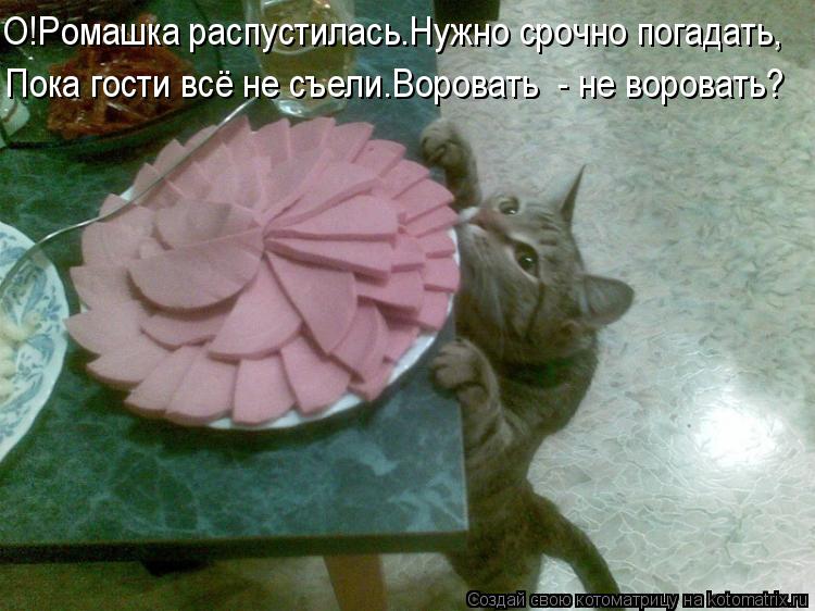 О!Ромашка распустилась.Нужно срочно погадать, Пока гости всё не съели.Воровать - не воровать?... Котоматрица: О!Ромашка распустилась.Нужно срочно погадать, Пока гости всё не съели.Воровать - не воровать?