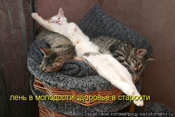 лень в молодости-здоровье в старости... Котоматрица: лень в молодости-здоровье в старости