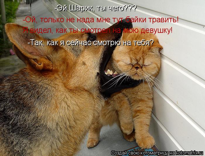 Котоматрица: -Эй Шарик, ты чего??? -Ой, только не нада мне тут байки травить! Я видел, как ты смотрел на мою девушку! -Так, как я сейчас смотрю на тебя?