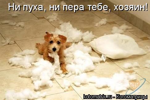 Ни пуха, ни пера тебе, хозяин!... Котоматрица: Ни пуха, ни пера тебе, хозяин!