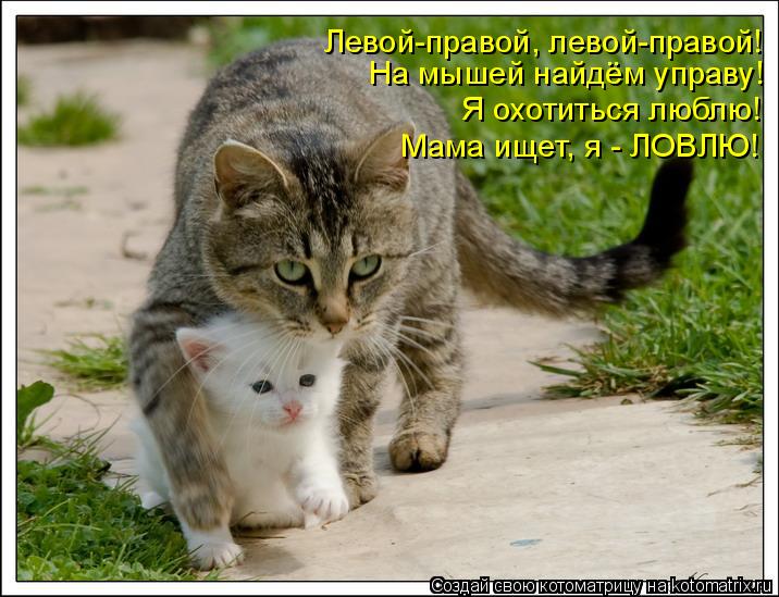 Котоматрица: Левой-правой, левой-правой! Я охотиться люблю! Мама ищет, я - ЛОВЛЮ! На мышей найдём управу!