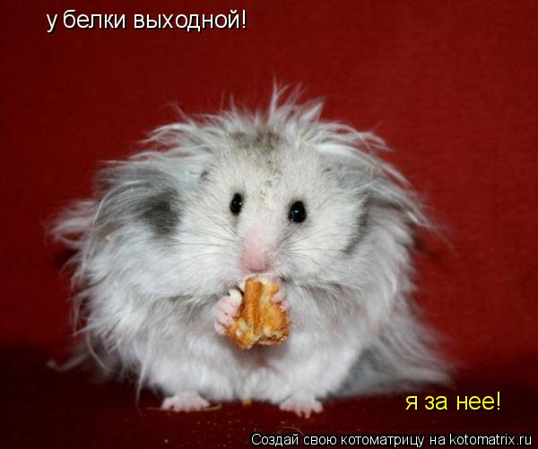 у белки выходной! я за нее!... Котоматрица: у белки выходной! я за нее!