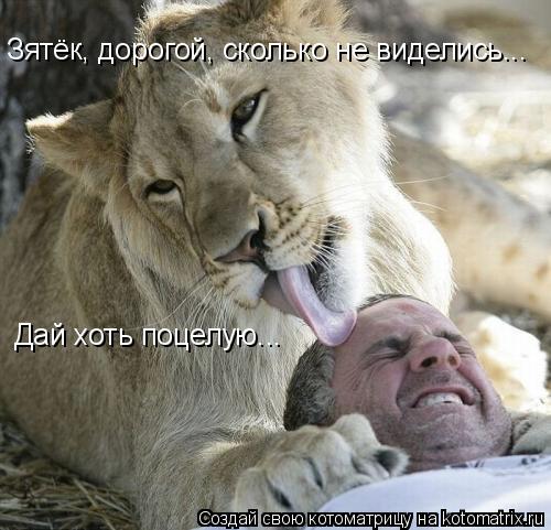 Котоматрица: Зятёк, дорогой, сколько не виделись... Зятёк, дорогой, сколько не виделись... Дай хоть поцелую...