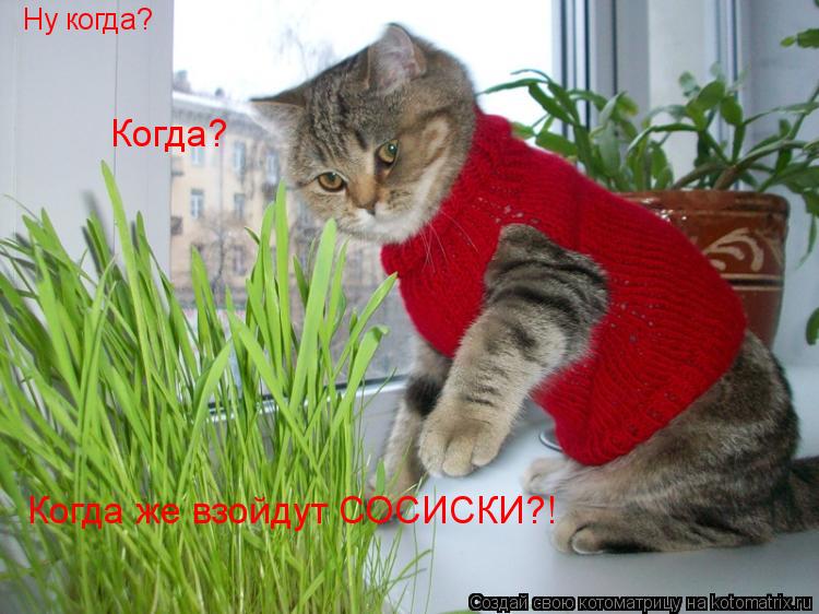 Котоматрица: Ну когда? Когда? Когда же взойдут СОСИСКИ?!