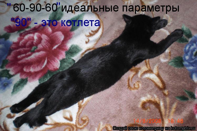 60-90-60 идеальные параметры "90" - это котлета " "... Котоматрица: 60-90-60 идеальные параметры "90" - это котлета " "