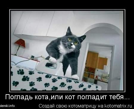 Котоматрица: Погладь кота,или кот погладит тебя...