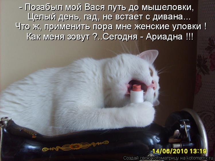 Котоматрица: - Позабыл мой Вася путь до мышеловки, Целый день, гад, не встает с дивана... Что ж, применить пора мне женские уловки ! Как меня зовут ?..Сегодня -