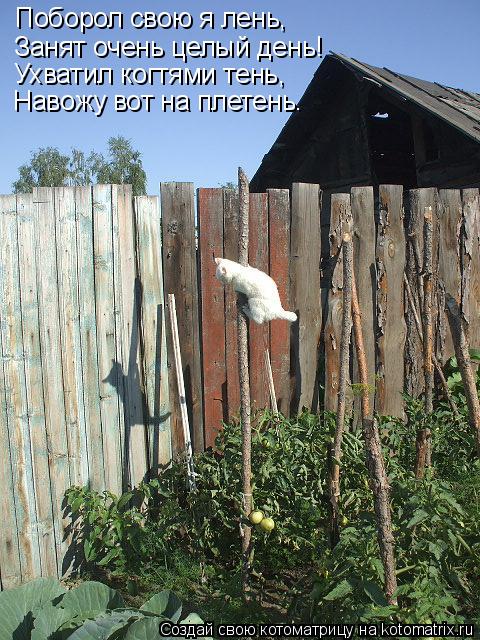Поборол свою я лень, Занят очень целый день! Ухватил когтями тень, Навожу вот на плетень.... Котоматрица: Поборол свою я лень, Занят очень целый день! Ухватил когтями тень, Навожу вот на плетень.