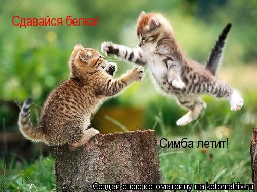 Сдавайся белка! Симба летит!... Котоматрица: Сдавайся белка! Симба летит!