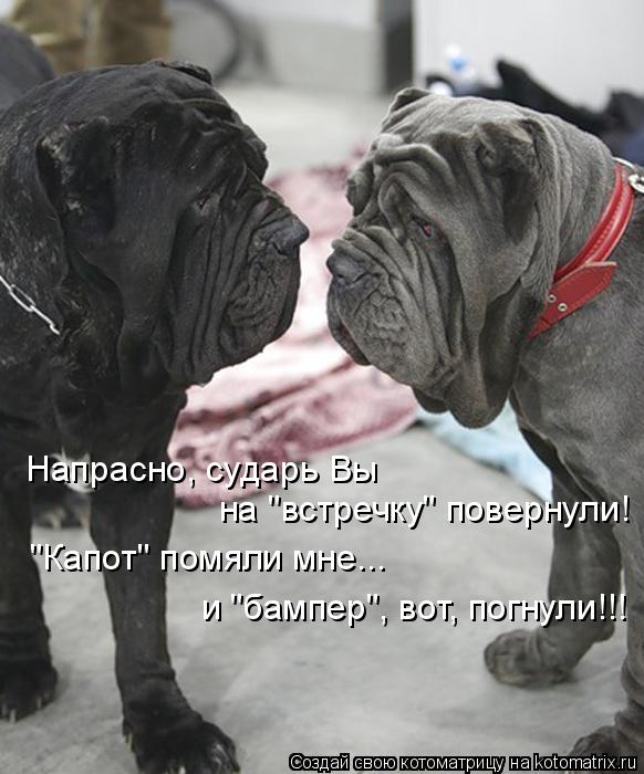 Напрасно, сударь Вы на "встречку" повернули! "Капот" помяли мне... и "бампер", вот, погнули!!!... Котоматрица: Напрасно, сударь Вы на "встречку" повернули! "Капот" помяли мне... и "бампер", вот, погнули!!!