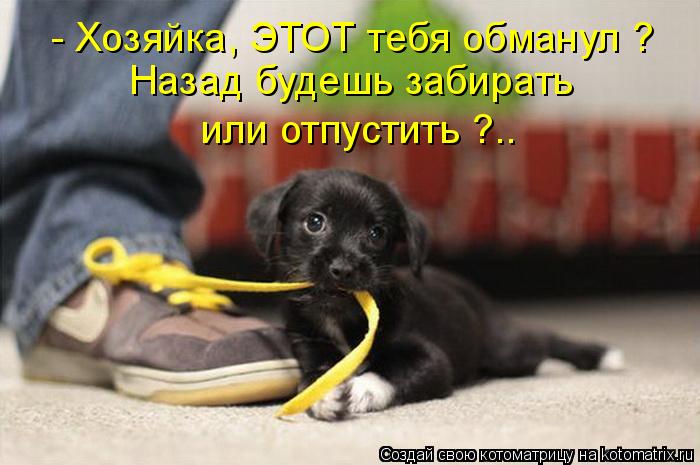 - Хозяйка, ЭТОТ тебя обманул ? Назад будешь забирать или отпустить ?..... Котоматрица: - Хозяйка, ЭТОТ тебя обманул ? Назад будешь забирать или отпустить ?..