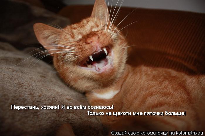 Котоматрица: Перестань, хозяин! Я во всём сознаюсь!  Только не щекоти мне пяточки больше!