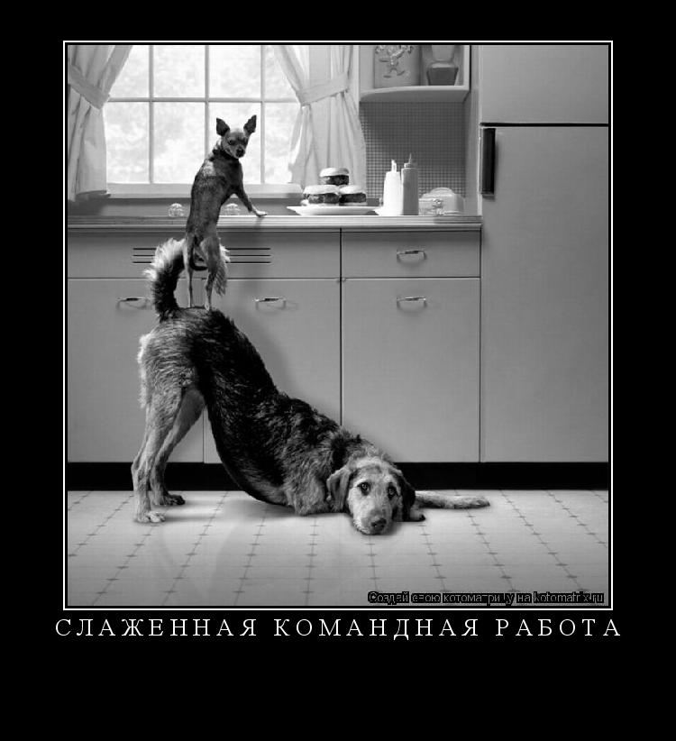 Котоматрица: Слаженная командная работа 