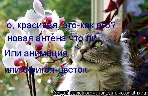 о, красивая, это-как его? новая антена что ли....... Или анимация... или офигея-цветок... Котоматрица: о, красивая, это-как его? новая антена что ли....... Или анимация... или офигея-цветок