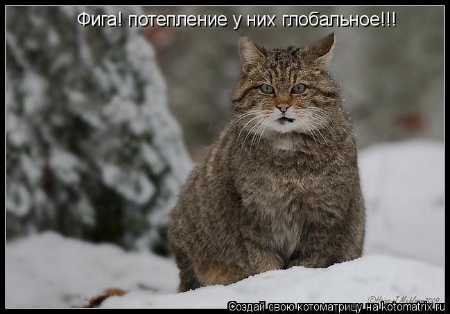 Фига! потепление у них глобальное!!!... Котоматрица: Фига! потепление у них глобальное!!!