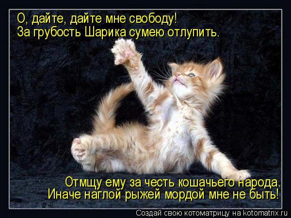 О, дайте, дайте мне свободу! За грубость Шарика сумею отлупить. Отмщу ему за честь кошачьего народа. ... Котоматрица: О, дайте, дайте мне свободу! За грубость Шарика сумею отлупить. Отмщу ему за честь кошачьего народа. Иначе наглой рыжей мордой мне не быть!