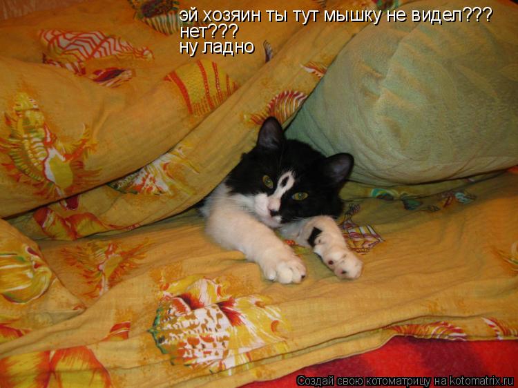 Котоматрица: эй хозяин ты тут мышку не видел??? нет??? ну ладно