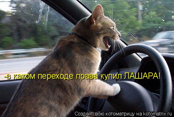-в каком переходе права купил ЛАШАРА!... Котоматрица: -в каком переходе права купил ЛАШАРА!