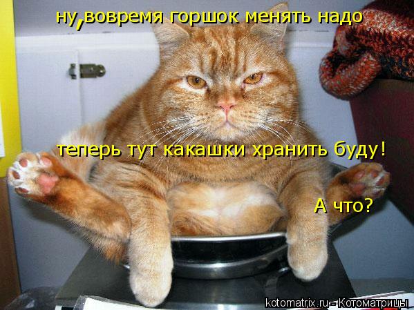 ну вовремя горшок менять надо теперь тут какашки хранить буду ! А что? ,... Котоматрица: ну вовремя горшок менять надо теперь тут какашки хранить буду ! А что? ,