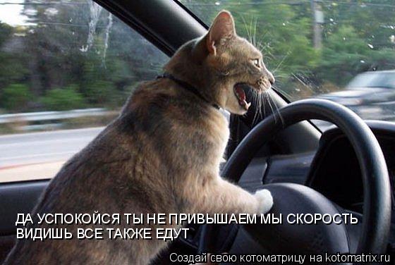ДА УСПОКОЙСЯ ТЫ НЕ ПРИВЫШАЕМ МЫ СКОРОСТЬ ВИДИШЬ ВСЕ ТАКЖЕ ЕДУТ... Котоматрица: ДА УСПОКОЙСЯ ТЫ НЕ ПРИВЫШАЕМ МЫ СКОРОСТЬ ВИДИШЬ ВСЕ ТАКЖЕ ЕДУТ