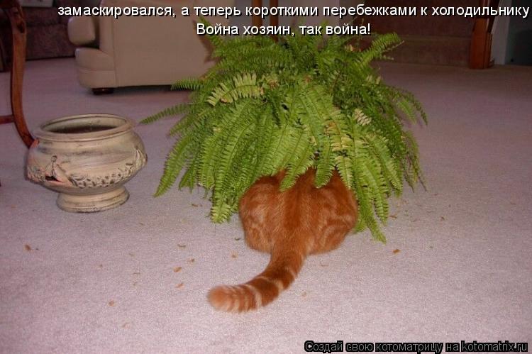 замаскировался, а теперь короткими перебежками к холодильнику Война хозяин, так война!... Котоматрица: замаскировался, а теперь короткими перебежками к холодильнику Война хозяин, так война!
