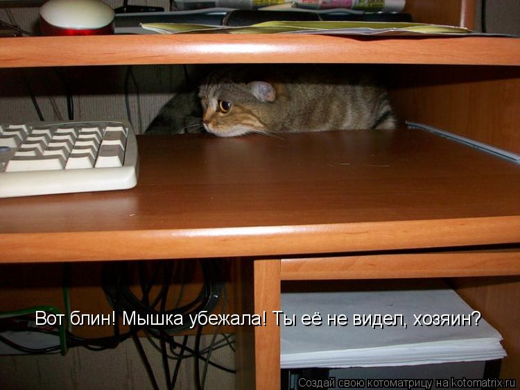Котоматрица: Вот блин! Мышка убежала! Ты её не видел, хозяин?