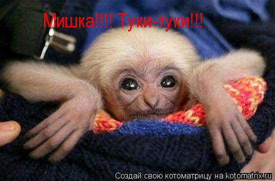 Мишка!!!! Туки-туки!!!... Котоматрица: Мишка!!!! Туки-туки!!!