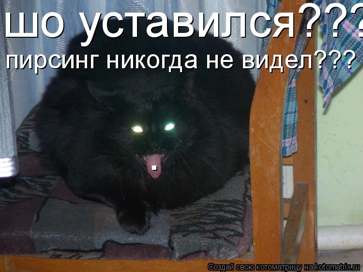 Котоматрица: . шо уставился???  пирсинг никогда не видел???