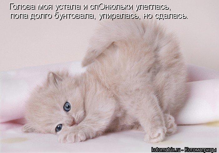 Голова моя устала и спОнюльки улеглась, попа долго бунтовала, упиралась, но сдалась.... Котоматрица: Голова моя устала и спОнюльки улеглась, попа долго бунтовала, упиралась, но сдалась.