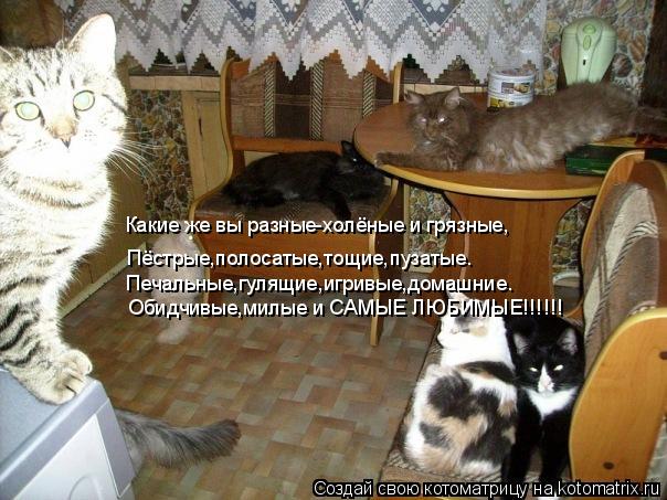 Котоматрица: Какие же вы разные-холёные и грязные, Пёстрые,полосатые,тощие,пузатые. Печальные,гулящие,игривые,домашние. Обидчивые,милые и САМЫЕ ЛЮБИМЫЕ!