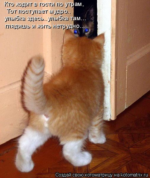 Кто ходит в гости по утрам, Тот поступает мудро.. улыбка здесь..улыбка там... глядишь и жить не... Котоматрица: Кто ходит в гости по утрам, Тот поступает мудро.. улыбка здесь..улыбка там... глядишь и жить нетрудно...