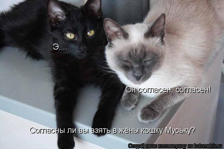 Согласны ли вы взять в жёны кошку Муську? Э.... Он согласен, согласен!... Котоматрица: Согласны ли вы взять в жёны кошку Муську? Э.... Он согласен, согласен!